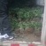 黄山馒头金丝皇菊苗一手货源包技术包回收鲜花干货
