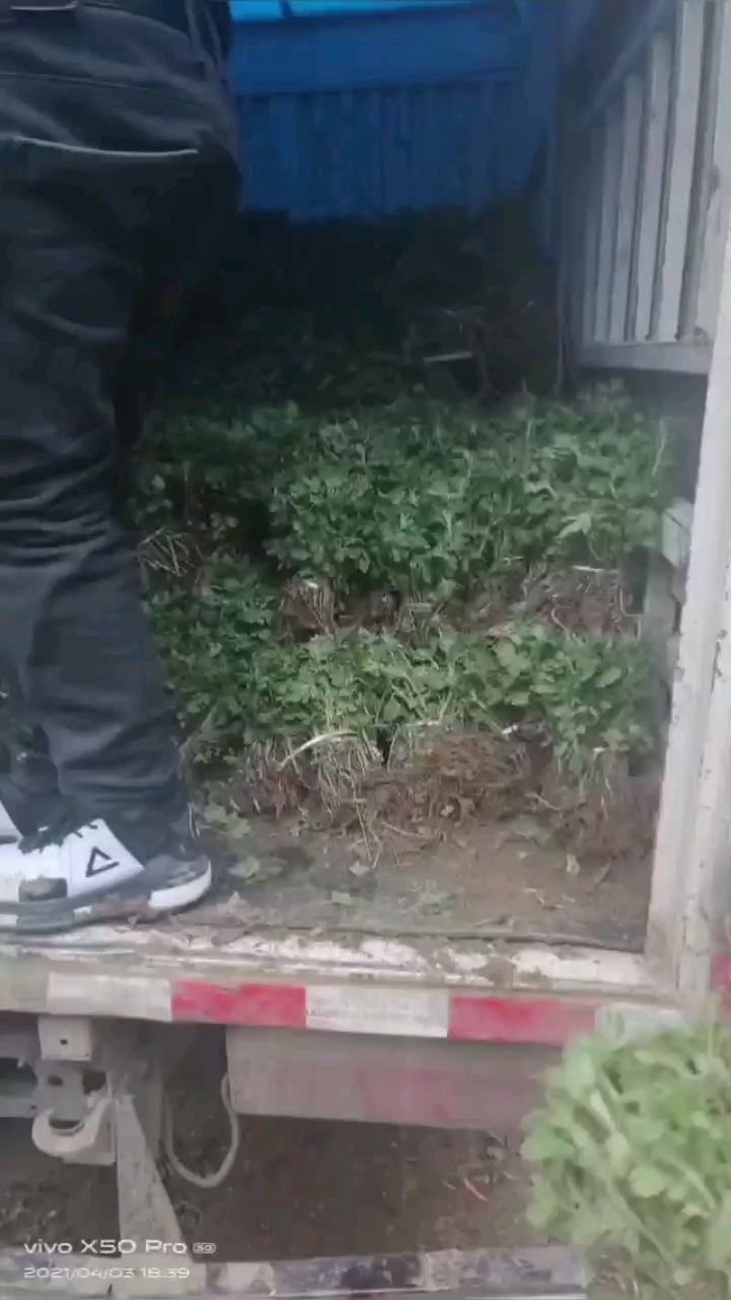 黄山馒头金丝皇菊苗一手货源包技术包回收鲜花干货