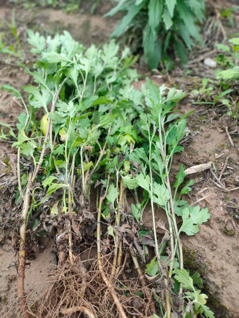 黄山馒头金丝皇菊苗一手货源包技术包回收鲜花干货