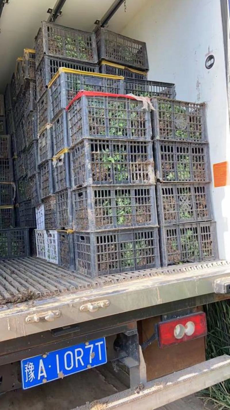 黄山馒头金丝皇菊苗一手货源包技术包回收鲜花干货