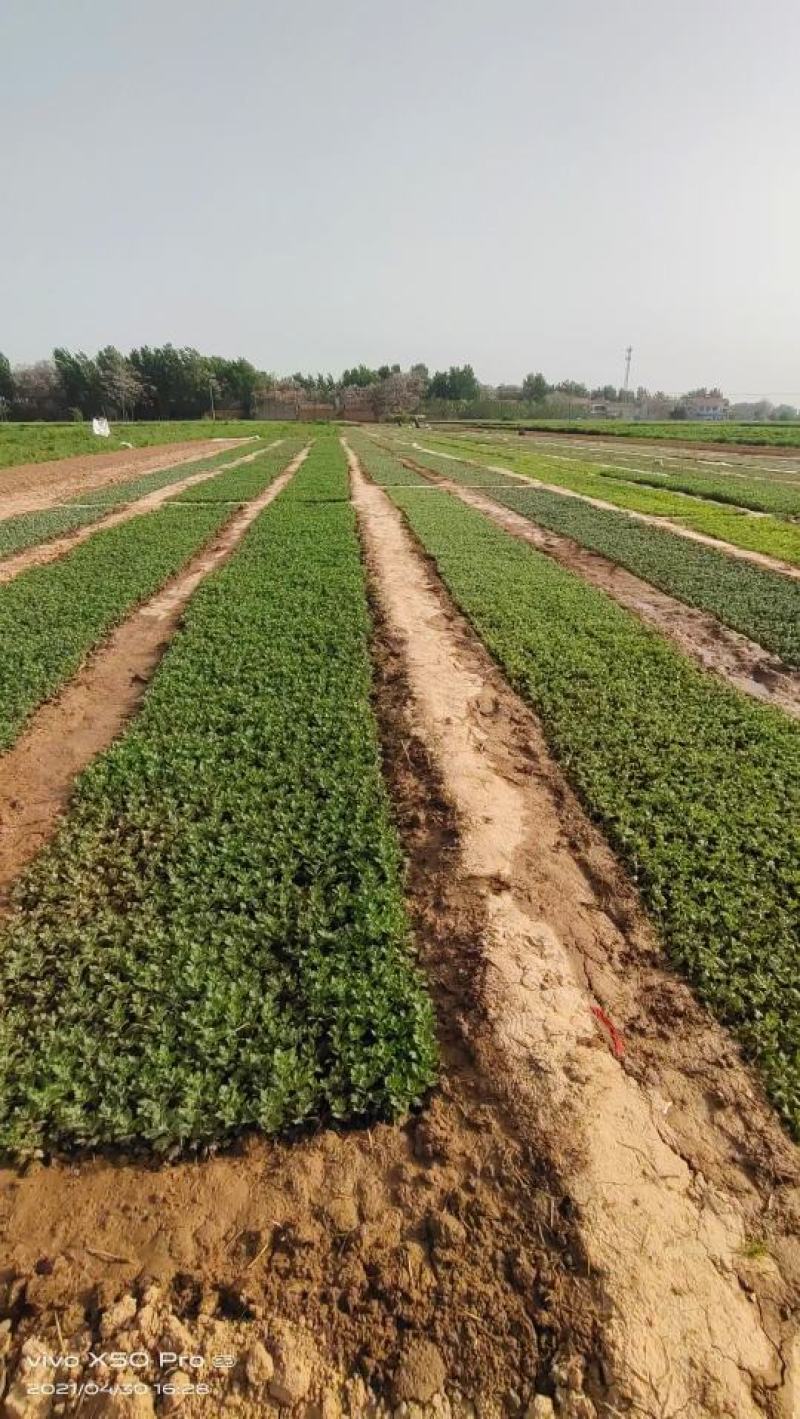 黄山馒头金丝皇菊苗一手货源包技术包回收鲜花干货