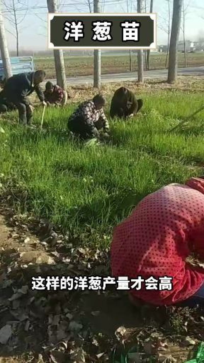 河南万亩育苗基地半高桩洋葱苗耐抽苔产量高