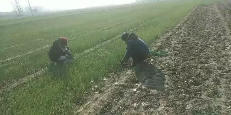 河南万亩育苗基地半高桩洋葱苗耐抽苔产量高