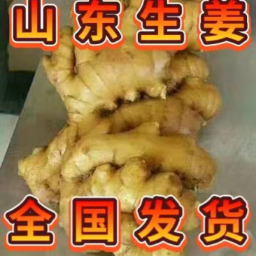 精选大黄姜山东优质生姜产地代存代发商超专供