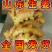 精选大黄姜山东优质生姜产地代存代发商超专供