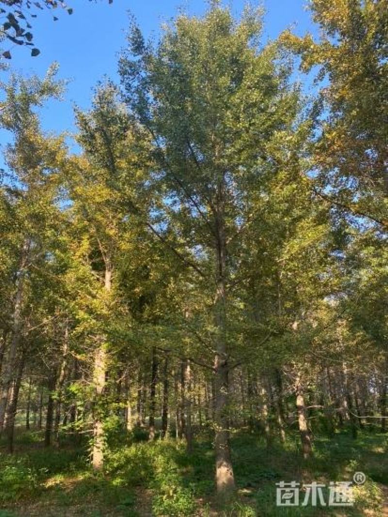 银杏树高8米冠2.8米杆植分叉枝密树形整洁