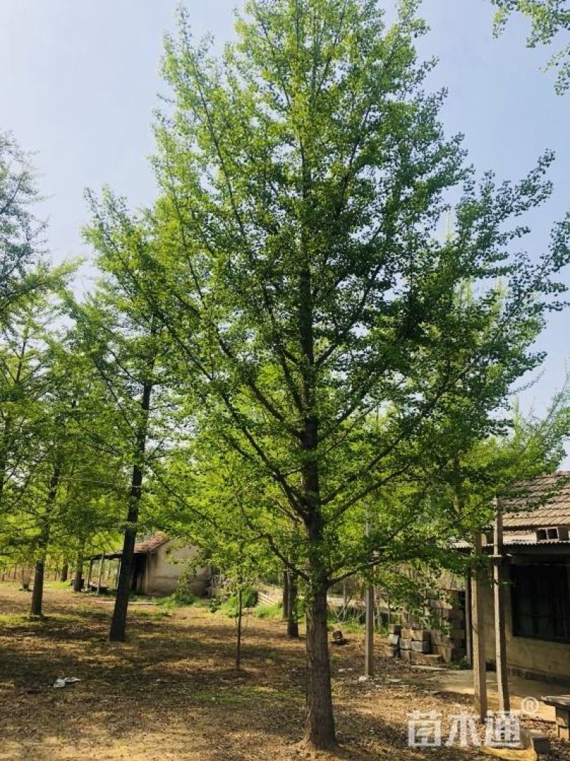 银杏树高8米冠2.8米杆植分叉枝密树形整洁