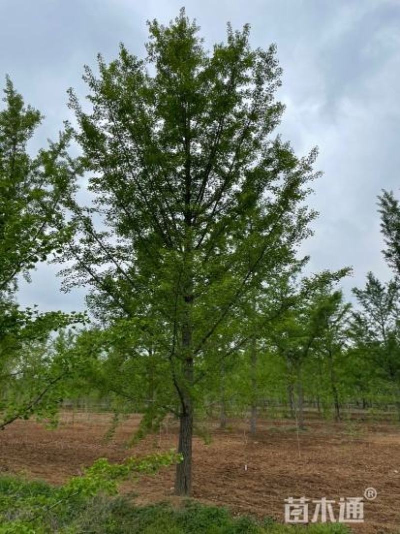 银杏树高8米冠2.8米杆植分叉枝密树形整洁