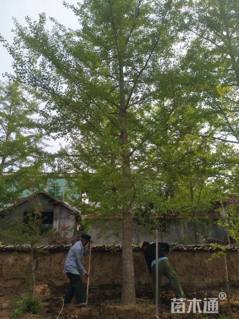 银杏树高8米冠2.8米杆植分叉枝密树形整洁