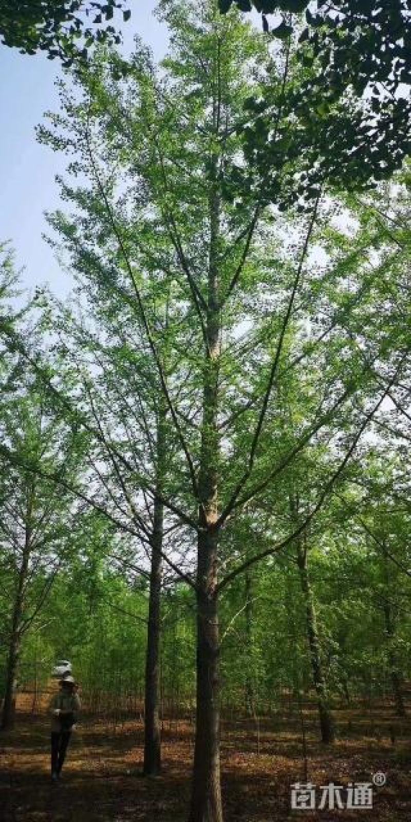 银杏树高8米冠2.8米杆植分叉枝密树形整洁
