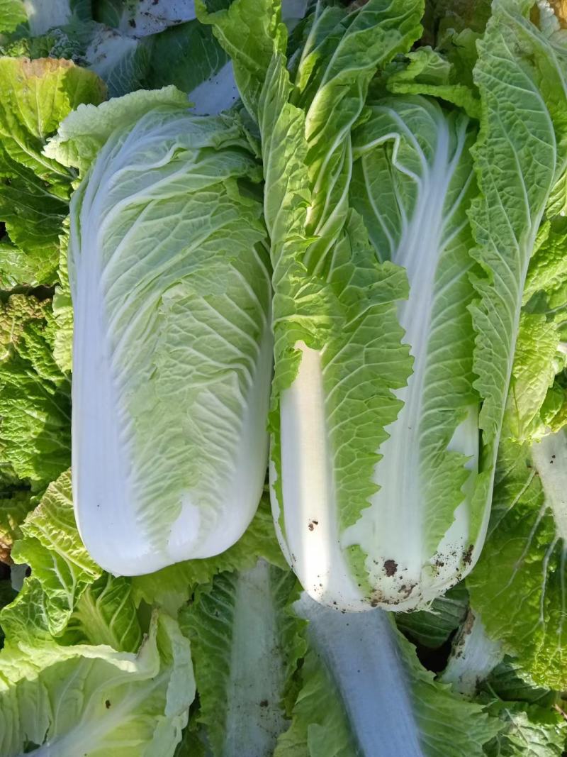 河北邢台金翡翠大白菜黄心大白菜酸菜加工厂货源
