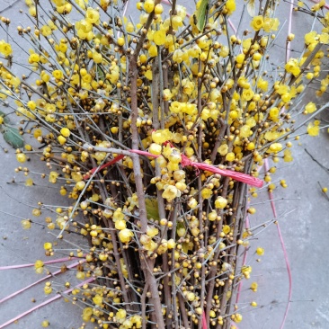 腊梅鲜花枝条腊梅切花