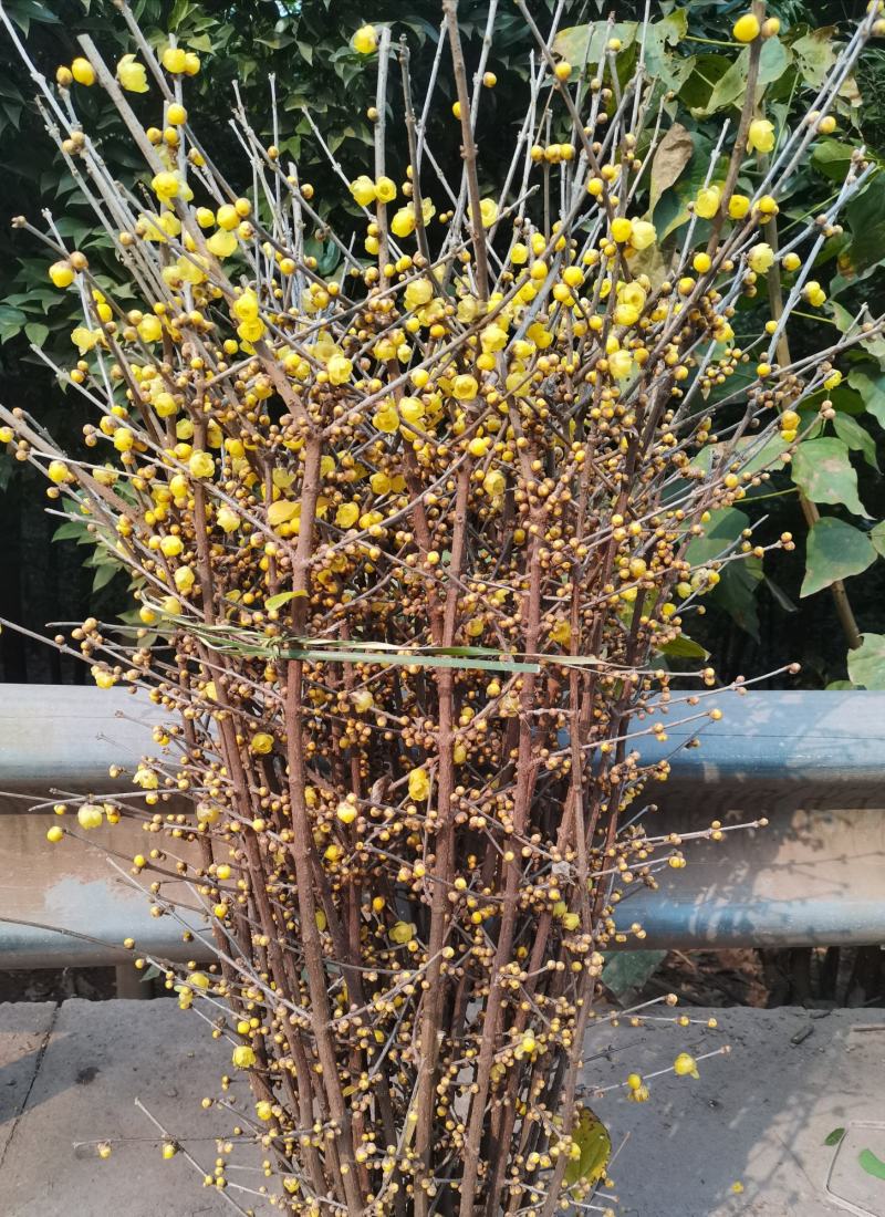腊梅鲜花枝条腊梅切花