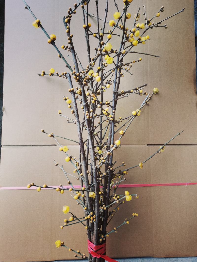 腊梅鲜花枝条腊梅切花
