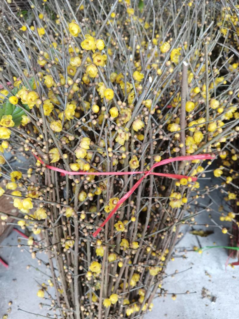 腊梅鲜花枝条腊梅切花