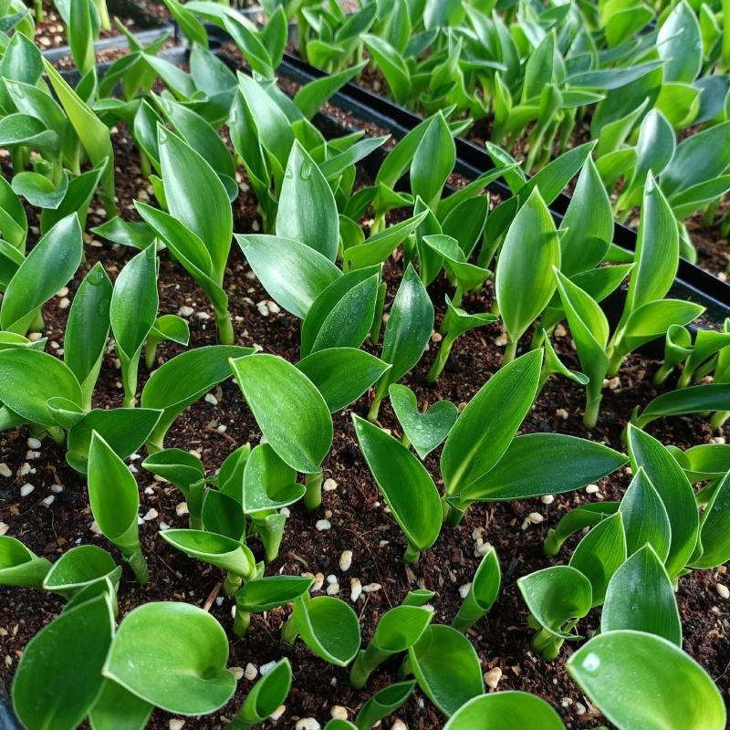 红花天堂鸟苗室内观花盆栽绿植净化空气美观