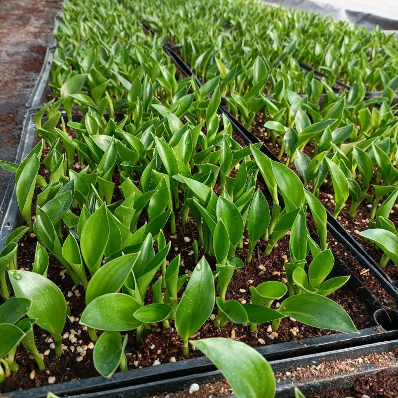 红花天堂鸟苗室内观花盆栽绿植净化空气美观