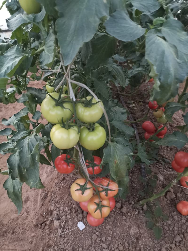西红柿种子大粉果番茄早中熟品种无限生长抗病强番茄籽