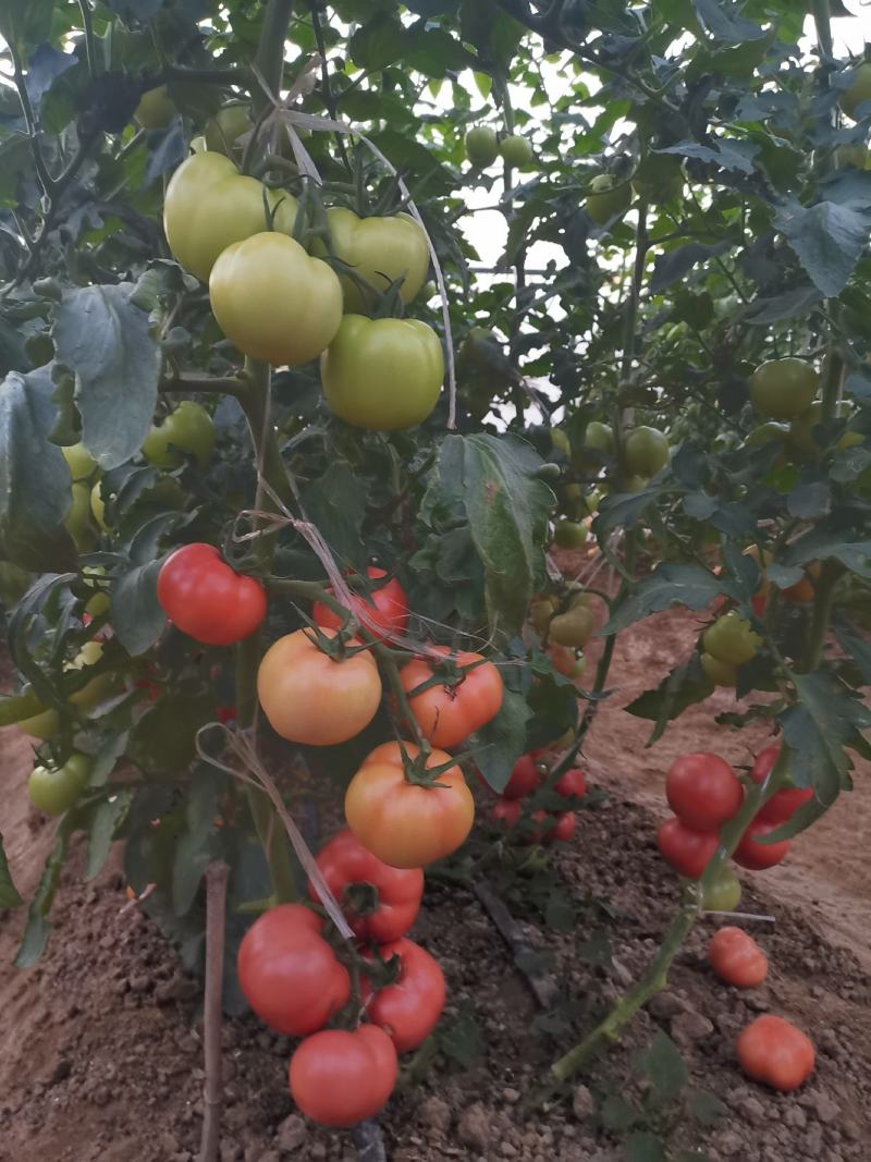 西红柿种子大粉果番茄早中熟品种无限生长抗病强番茄籽