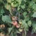 西红柿种子大粉果番茄早中熟品种无限生长抗病强番茄籽