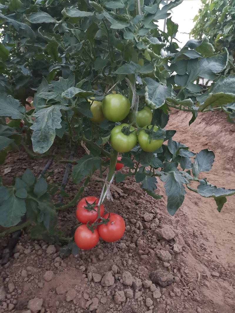 西红柿种子大粉果番茄早中熟品种无限生长抗病强番茄籽