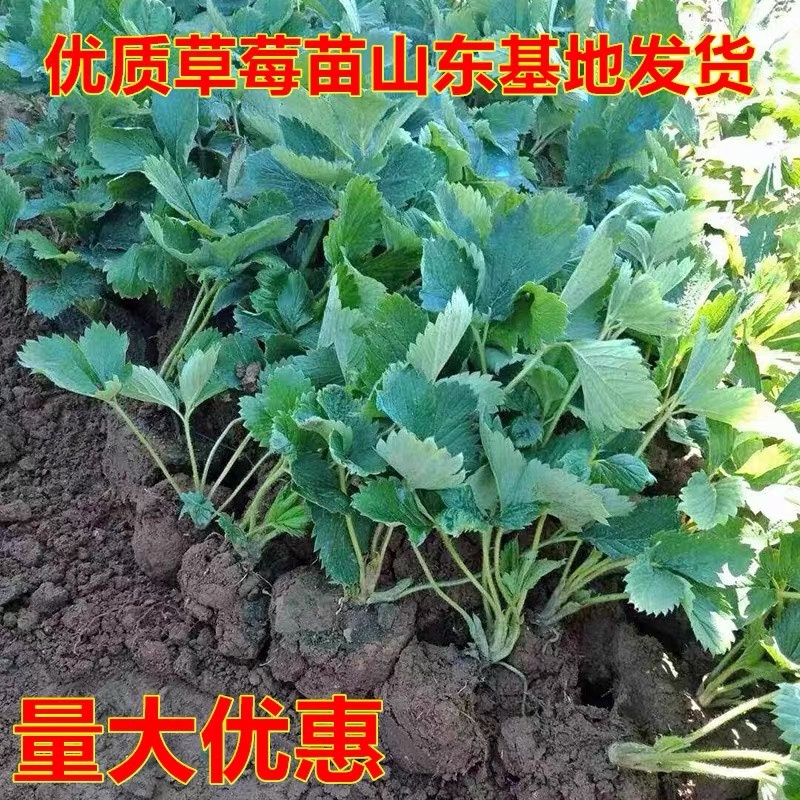 优质香蕉草莓苗脱毒培育盆栽地栽好管理优良品种