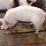 猪场常年出售二元母猪，加系，新美系母猪品种纯正，防疫齐全