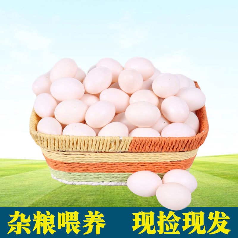 【产地】鸽子蛋新鲜初生蛋农家五谷杂粮散养白鸽送礼包邮