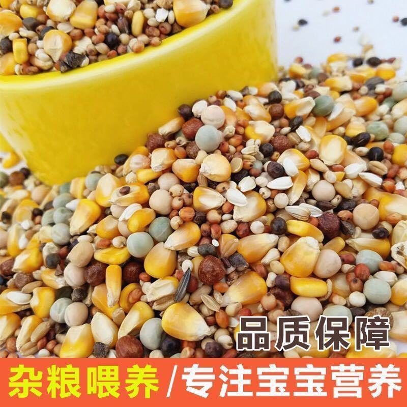 【产地】鸽子蛋新鲜初生蛋农家五谷杂粮散养白鸽送礼包邮