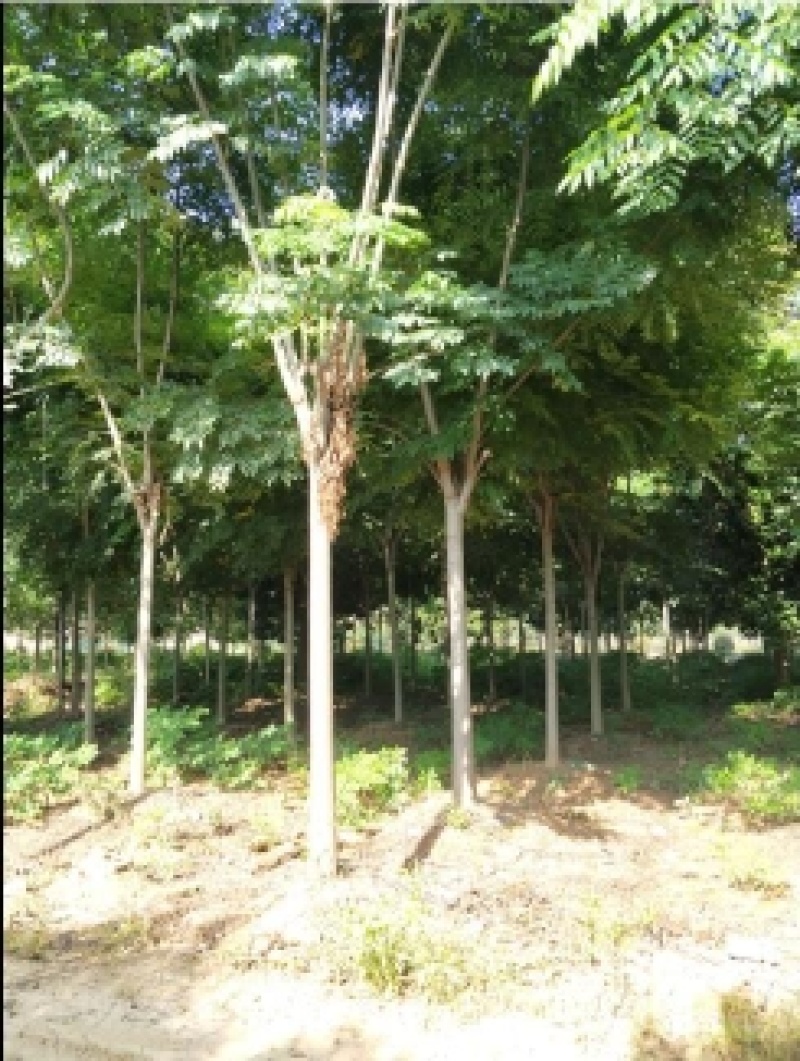 栾树10厘米～20厘米精品定值栾树