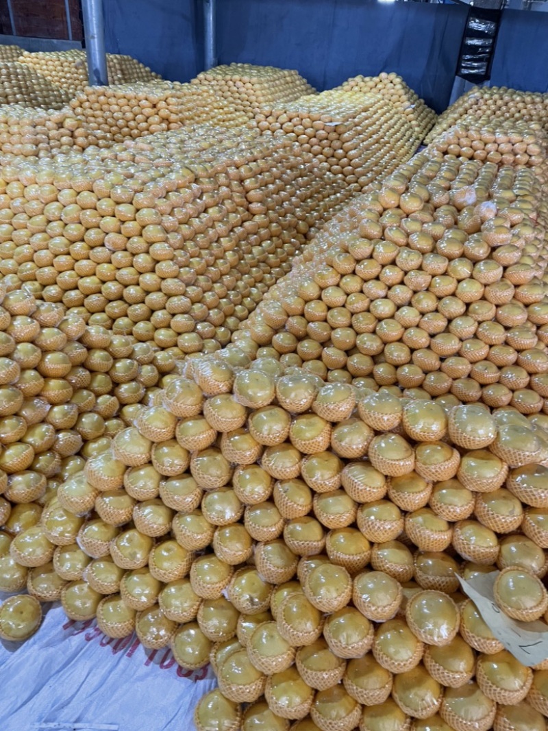 福建青皮葡萄柚有要的联系