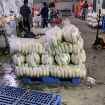 精品白萝卜