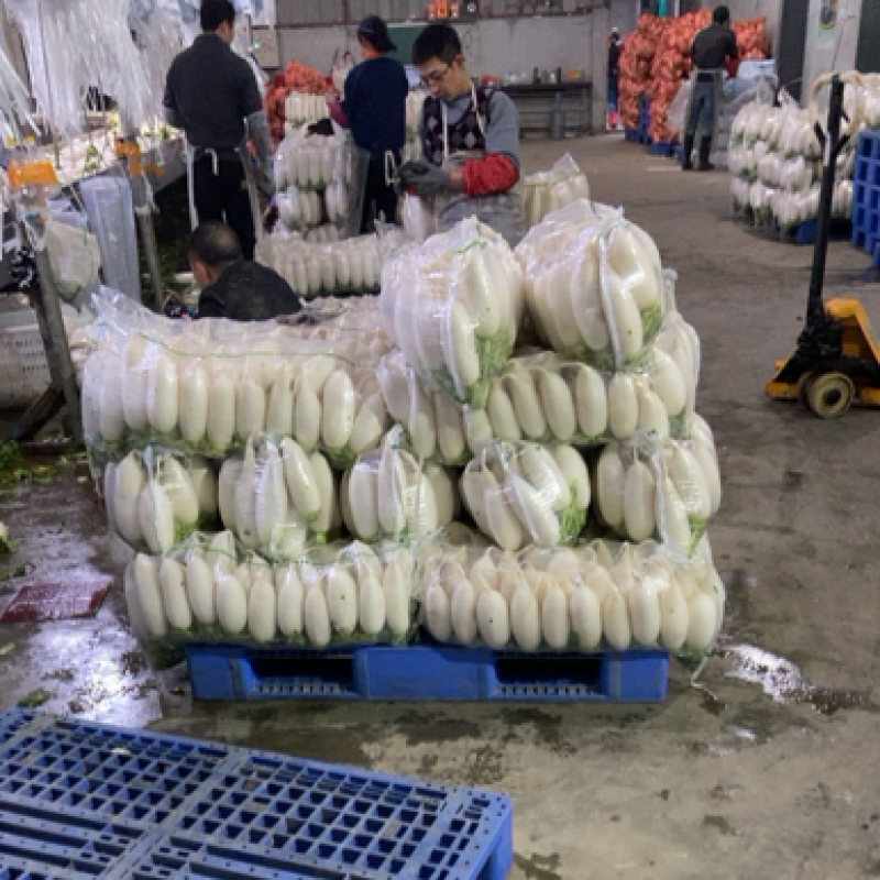 精品白萝卜