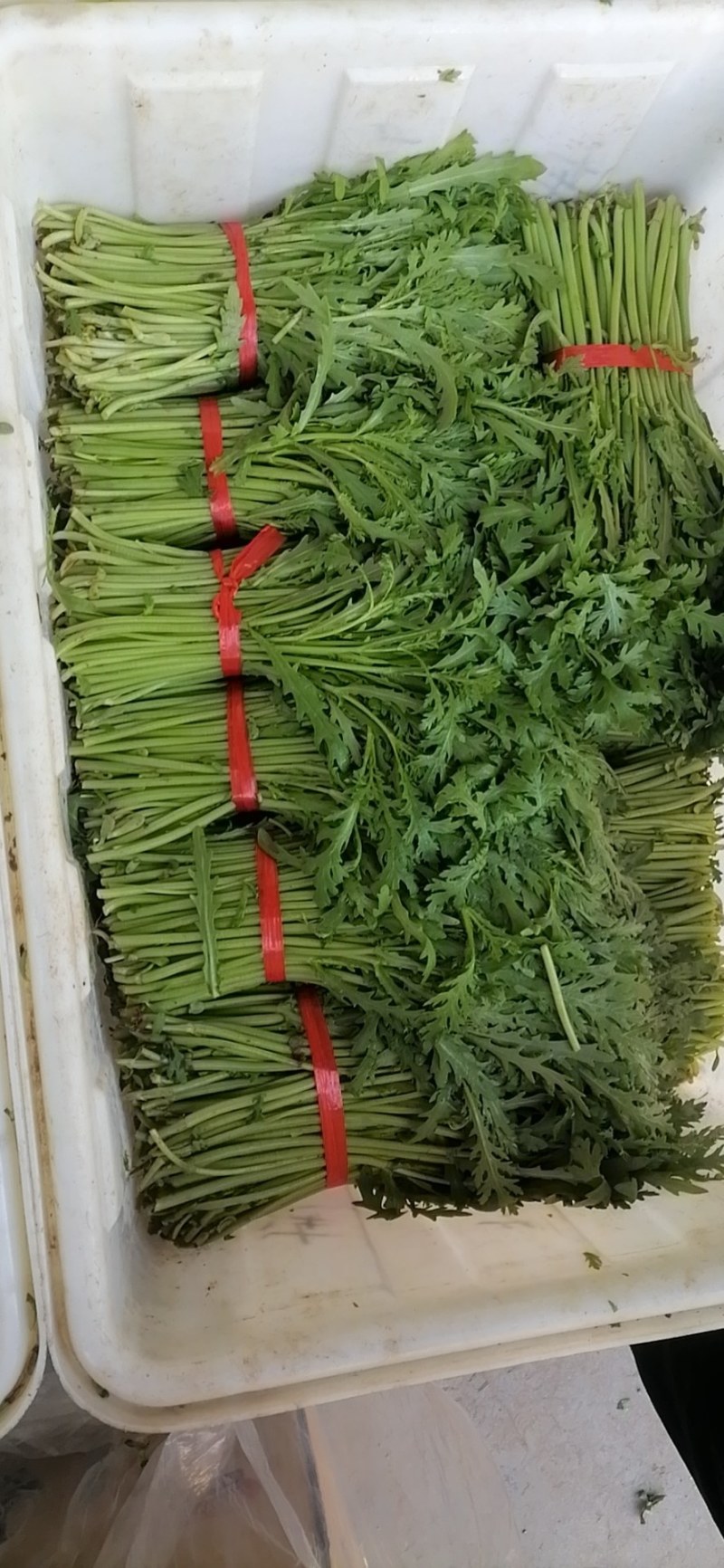 精品茼蒿大把小吧都行带跟切跟都有光杆茼蒿