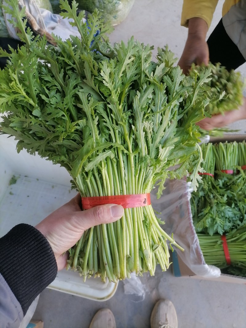 精品茼蒿大把小吧都行带跟切跟都有光杆茼蒿