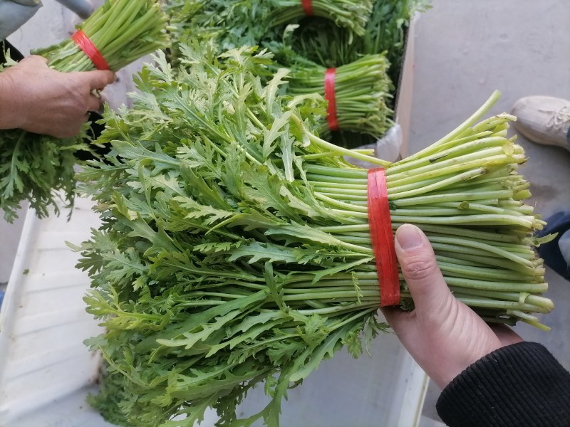 精品茼蒿大把小吧都行带跟切跟都有光杆茼蒿