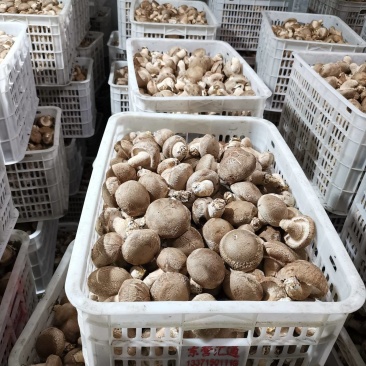 鲜香菇