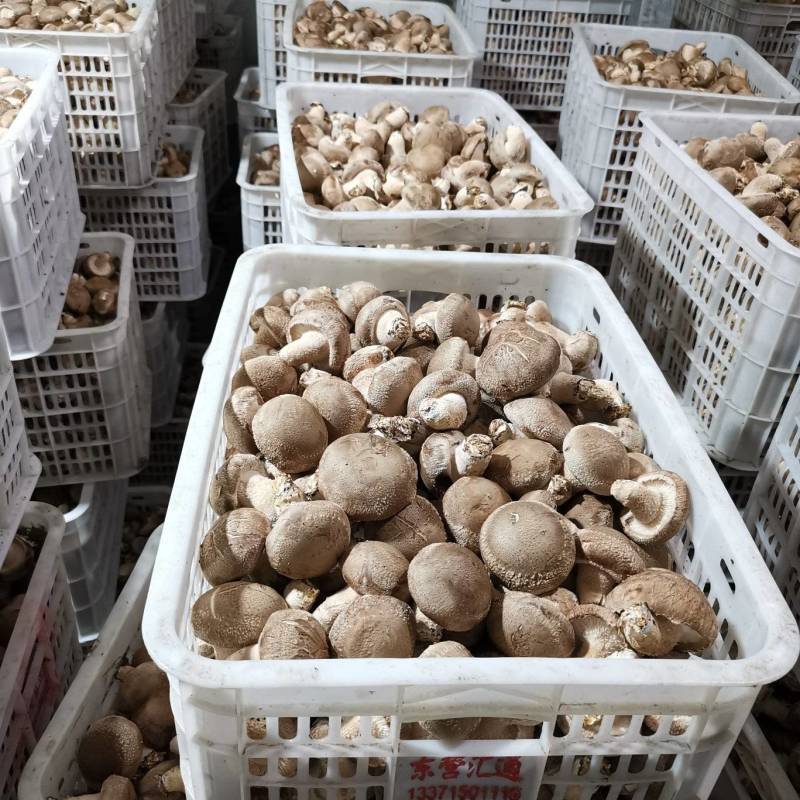 鲜香菇