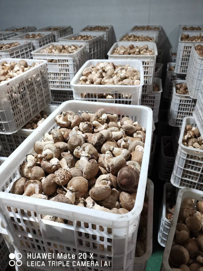 鲜香菇