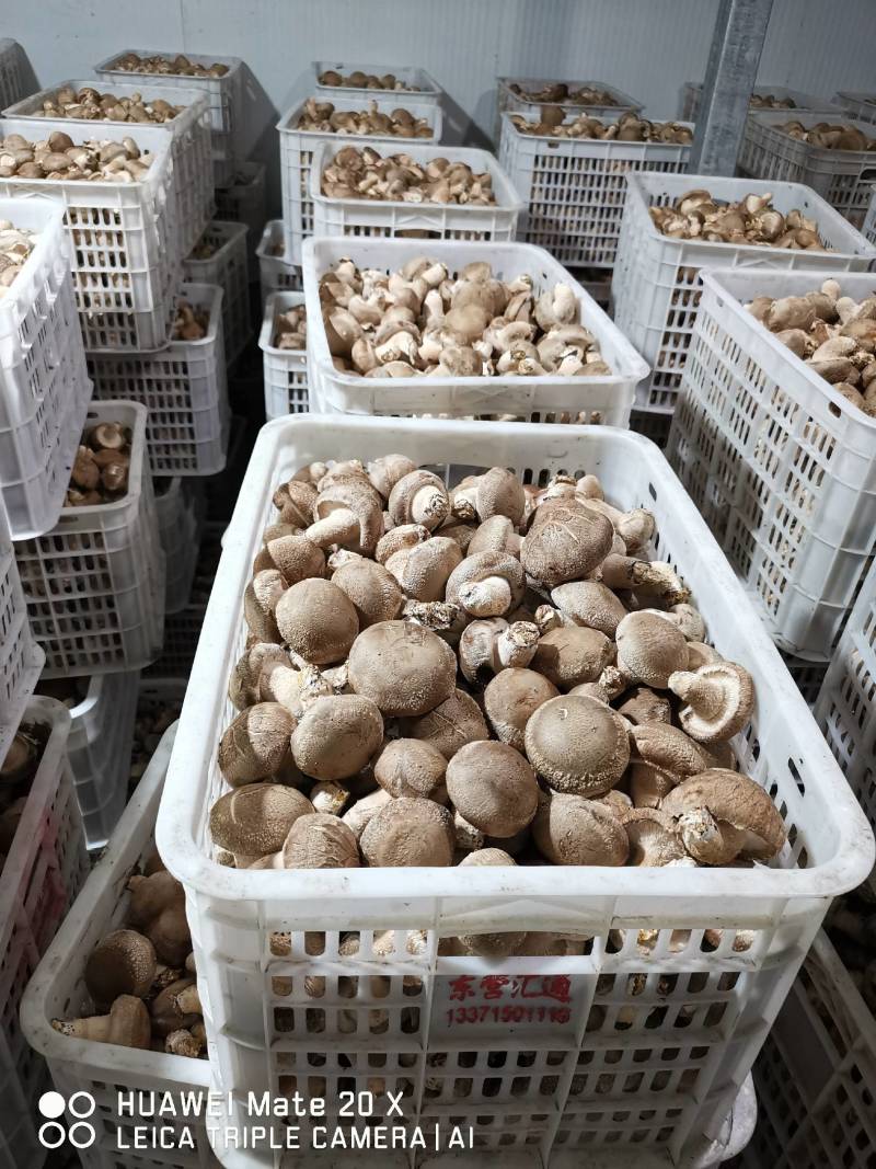 鲜香菇