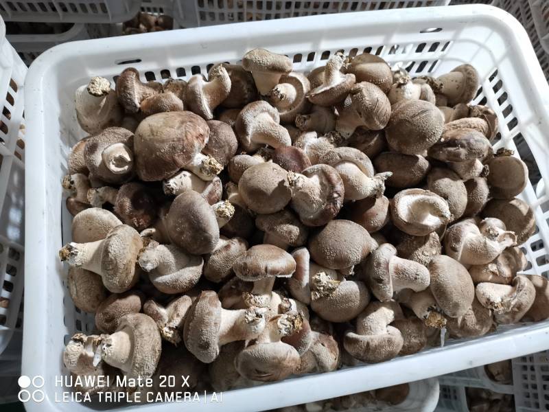 鲜香菇