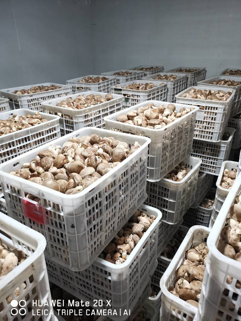 鲜香菇