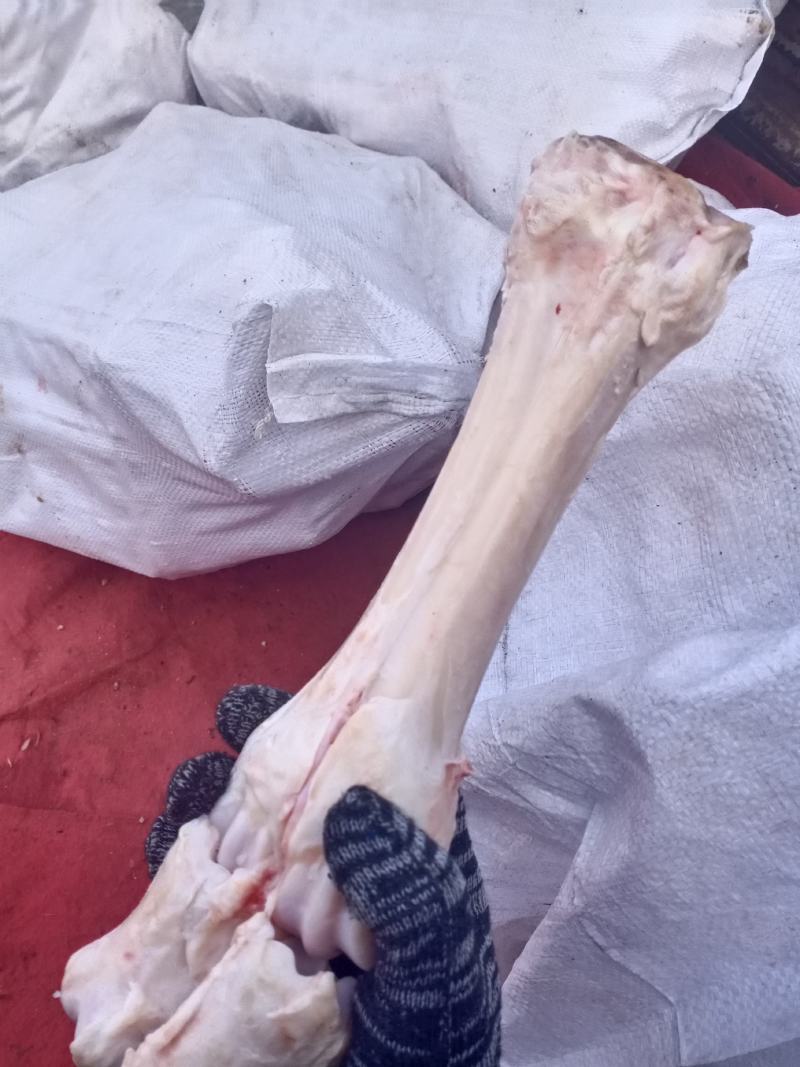 牛蹄骨干净卫生价格便宜有需要的欢迎联系咨询