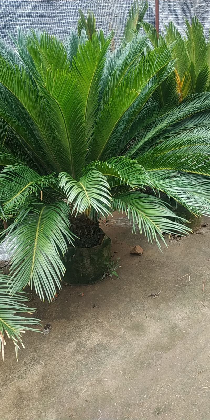 苏铁福建漳州铁树农户大量供应大小规格袋苗