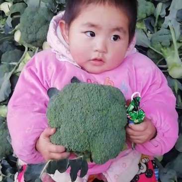西兰花台绿系列的新野县民富蔬菜种植专业合作社常年批发