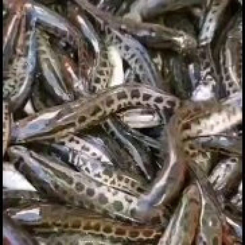 【牛商推荐】黑鱼鱼苗生长速度快，抗病能力强，全训化饲料养殖