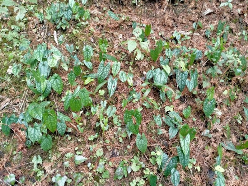 金果橄，地苦胆，米米