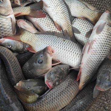 鲤鱼，扬州地区高邮湖，2万斤，大小一斤左右。