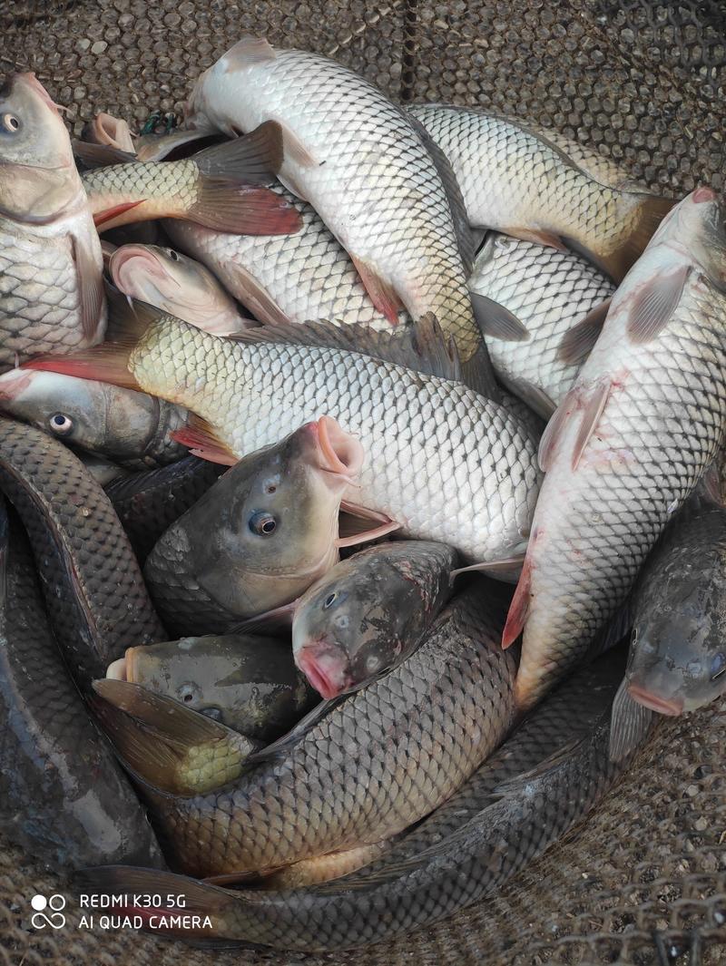 鲤鱼，扬州地区高邮湖，2万斤，大小一斤左右。