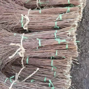 垂柳雪柳喷雪花柳树苗一手货源现挖现发基地直供